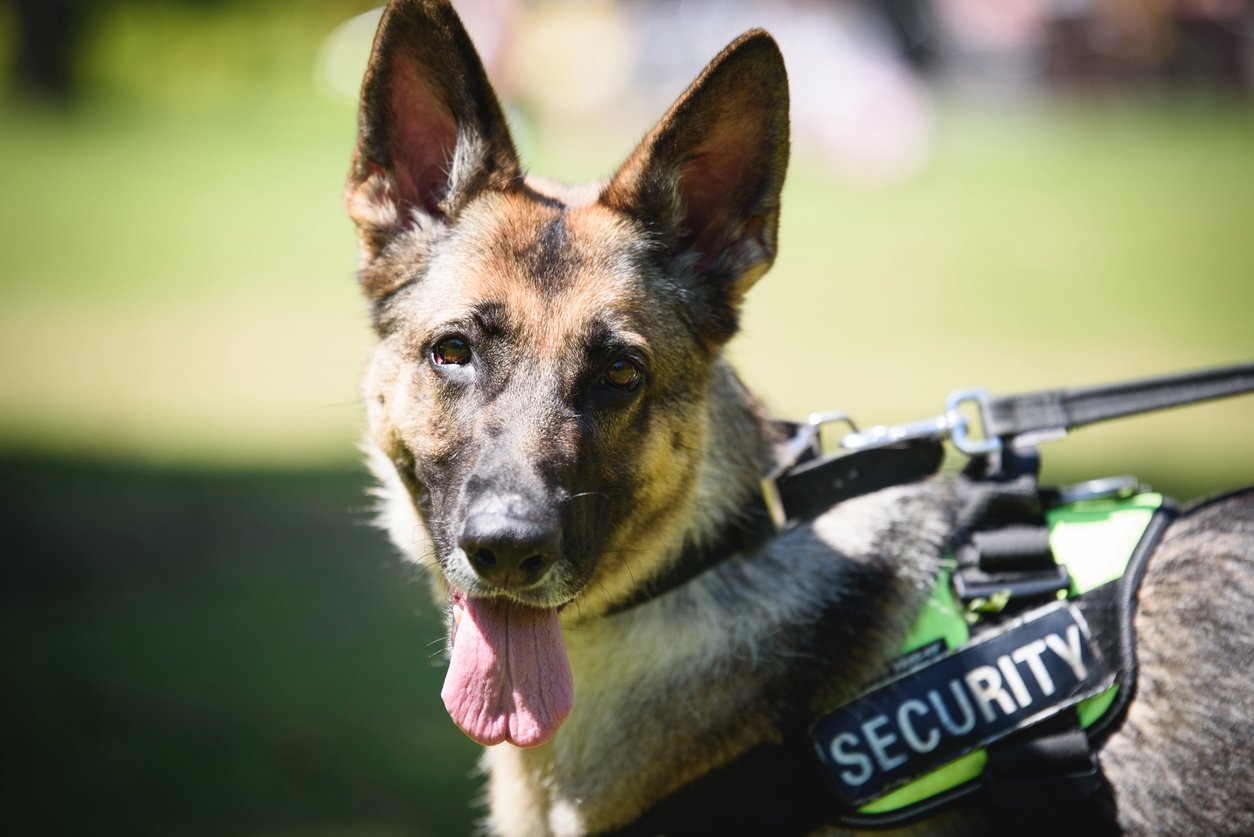 K9_d